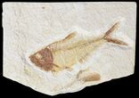 Bargain, Diplomystus Fossil Fish - Wyoming #56453-1
